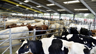 La réduction des cheptels en Europe et en Amérique du Nord ont limité la croissance de la production mondiale de viande bovine. La réduction des cheptels en Europe et en Amérique du Nord ont limité la croissance de la production mondiale de viande bovine.