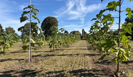 Plantation de paulownias