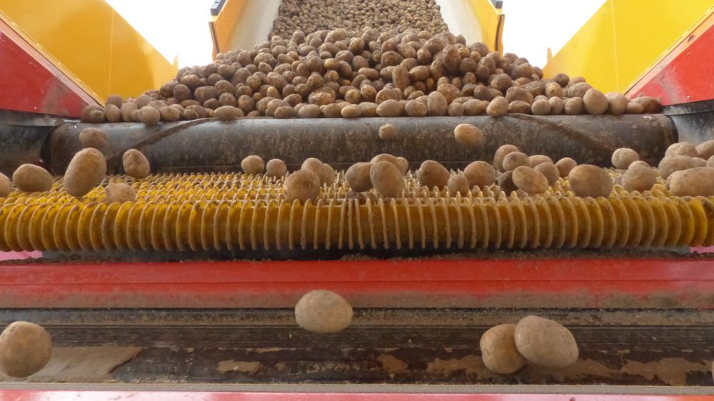 Récolte record de pommes de terre