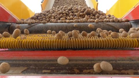 La récolte de pommes de terre pourrait atteindre 8,5 Mt en 2025, provoquant des tensions sur le marché.