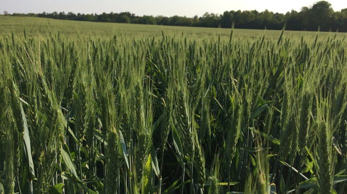 La collecte de blé CRC atteint 562 599 t, donc 550 084 t ont pu être certifiées.