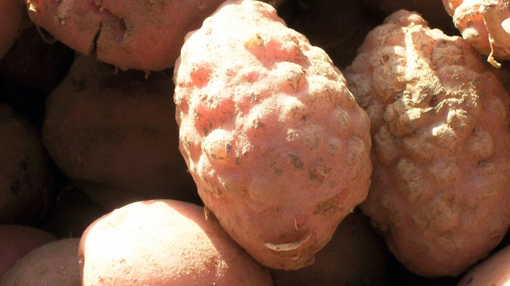 Symptômes de nématodes à galle