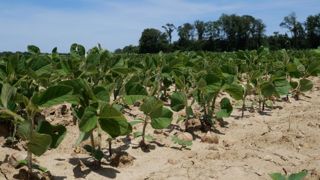 Chaque parcelle de soja devra être géolocalisée pour pouvoir être commercialisée. Chaque parcelle de soja devra être géolocalisée pour pouvoir être commercialisée.