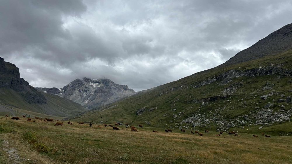 Entre 2 800 et 4 000 bovins sont bloqués en altitude. Entre 2 800 et 4 000 bovins sont bloqués en altitude.