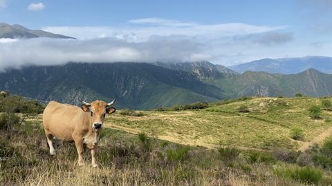Aubrac dans les collines des Pyrénées Orientales