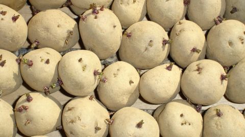 Le trio Pays-Bas, France et Allemagne concentre près de 80 % de surfaces de plants de pommes de terre européennes.