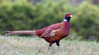 Le foyer de grippe aviaire a été détecté dans une élevage de faisans et de perdrix. Le foyer de grippe aviaire a été détecté dans une élevage de faisans et de perdrix.