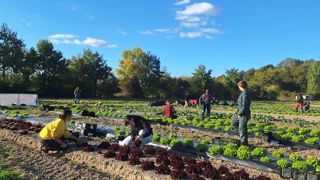 Solaal a profité du salon international Tech & Bio 2025 pour récolter les 6 000 salades plantées sur la zone de démonstration. Solaal a profité du salon international Tech & Bio 2025 pour récolter les 6 000 salades plantées sur la zone de démonstration.