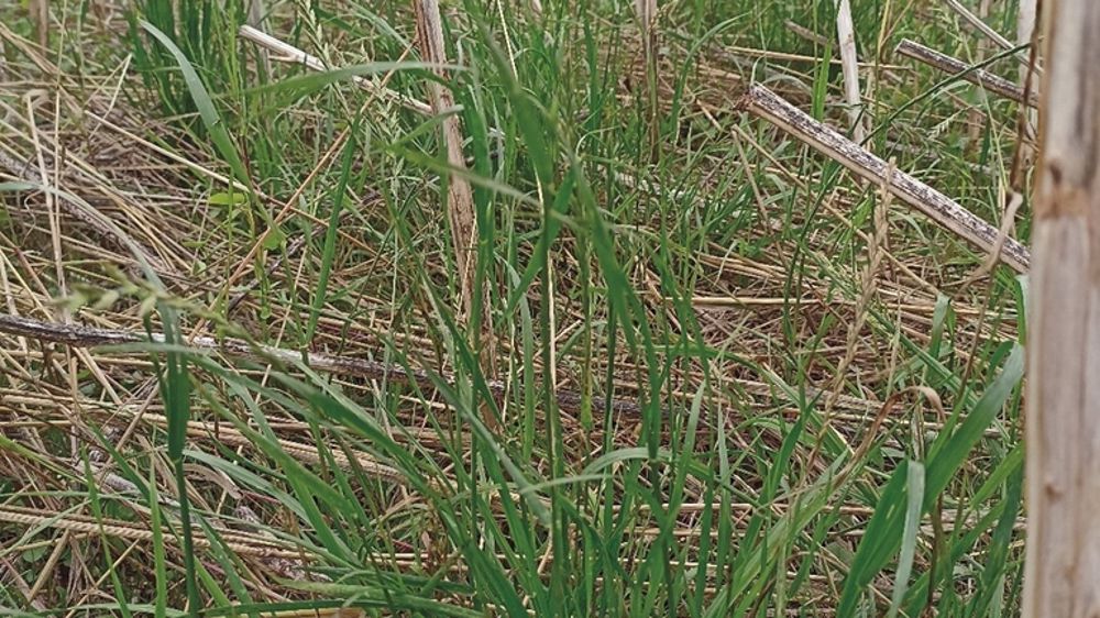 La présence croissante du ray-grass dans les parcelles n’est plus marginale : elle constitue désormais un problème de fond pour de nombreux systèmes céréaliers.
