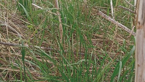 La présence croissante du ray-grass dans les parcelles n’est plus marginale : elle constitue désormais un problème de fond pour de nombreux systèmes céréaliers.