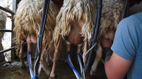 Sur les neuf premiers mois de la campagne de 2024-2025, la collecte française a augmenté de 2,3 % par rapport à la même période de la campagne précédente.
