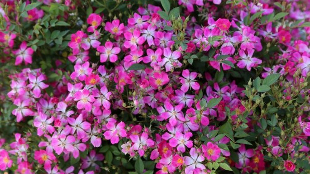 Rosa GALAXY® Antares 'Meilcy001'. Rosa GALAXY® Antares 'Meilcy001'.