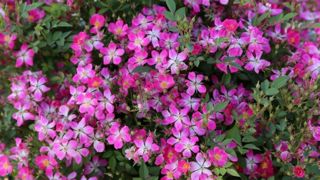 Rosa GALAXY® Antares 'Meilcy001'. Rosa GALAXY® Antares 'Meilcy001'.