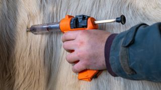 Les animaux en zone réglementée sont sujet à des restrictions de mouvement, et devront être vaccinés dans un objectif d'éradiquer la maladie. Les animaux en zone réglementée sont sujet à des restrictions de mouvement, et devront être vaccinés dans un objectif d'éradiquer la maladie.