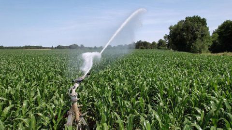 Selon les prévisions d'Arvalis en date du 14 octobre 2025, le rendement national du maïs grain irrigué est de 110 q/ha. Selon les prévisions d'Arvalis en date du 14 octobre 2025, le rendement national du maïs grain irrigué est de 110 q/ha.