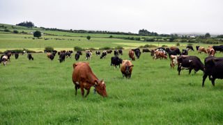 Le lait irlandais sera moins abondant avec l’arrêt de la dérogation de la directive nitrates européenne en fin d’année. Le lait irlandais sera moins abondant avec l’arrêt de la dérogation de la directive nitrates européenne en fin d’année.
