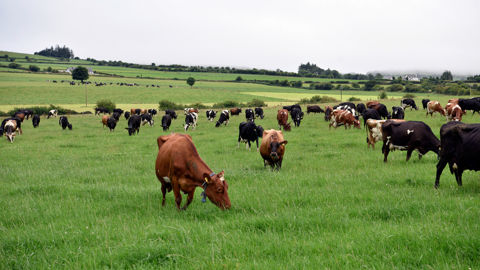 Le lait irlandais sera moins abondant avec l’arrêt de la dérogation de la directive nitrates européenne en fin d’année. Le lait irlandais sera moins abondant avec l’arrêt de la dérogation de la directive nitrates européenne en fin d’année.
