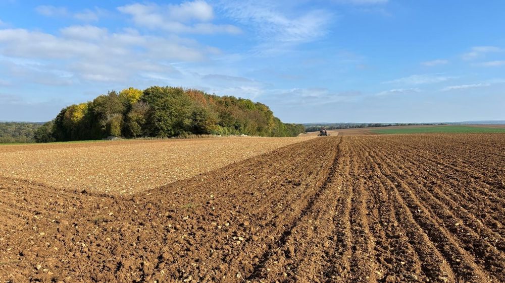 Semis de blé