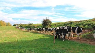 Vaches laitières sur le chemin d'accès au paturage