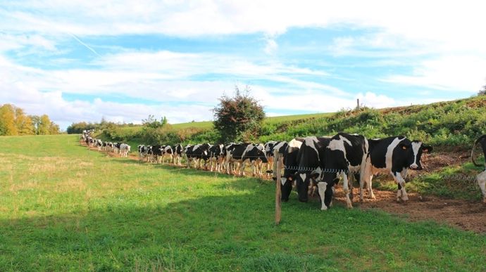 « Après plusieurs années d’expansion, la filière du lait bio marque un ralentissement ; depuis 2022, on observe un tassement en France, notamment en nombre de têtes et de fermes, ce qui se traduit sur les volumes de lait livré », annonce Gwénolé Le Quintrec, ingénieur agronome à l’ITAB (Institut de l'Agriculture et de l'alimentation Biologiques).