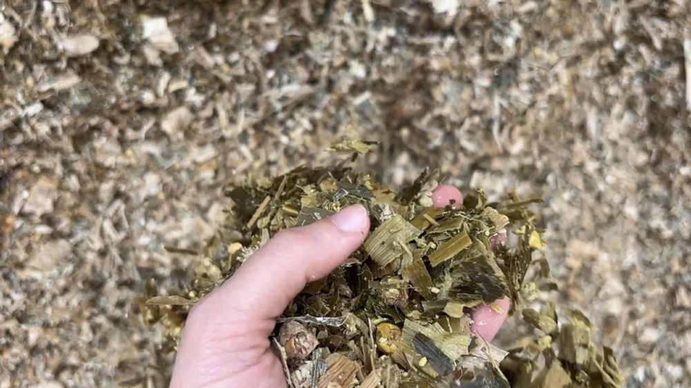 Ensilage de maïs fourrage