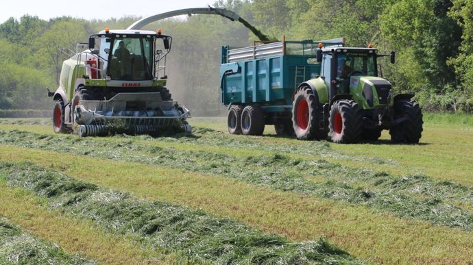 Ensilage d'herbe en ration de finition en bovin viande