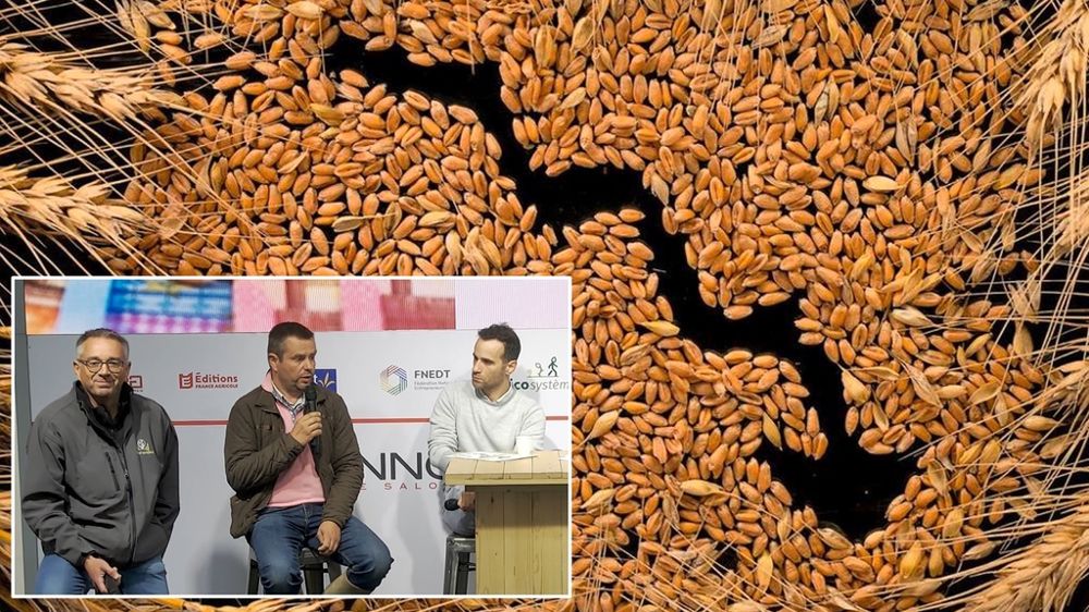 Grains de céréales Grains de céréales