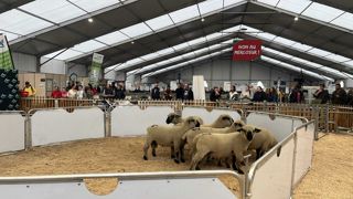 Les enchères des béliers hampshire étaient plus élevées que les années précédentes au Sommet de l'élevage de 2025. Les enchères des béliers hampshire étaient plus élevées que les années précédentes au Sommet de l'élevage de 2025.