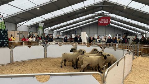 Les enchères des béliers hampshire étaient plus élevées que les années précédentes au Sommet de l'élevage de 2025. Les enchères des béliers hampshire étaient plus élevées que les années précédentes au Sommet de l'élevage de 2025.