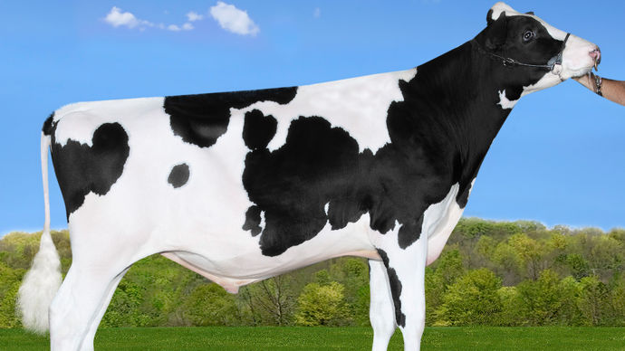 Maxim. Ses atouts majeurs se trouvent dans la productivité laitière. Il est également bien noté en efficacité alimentaire (280).