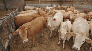 Vaches allaitantes dans un bâtiment en aire paillée