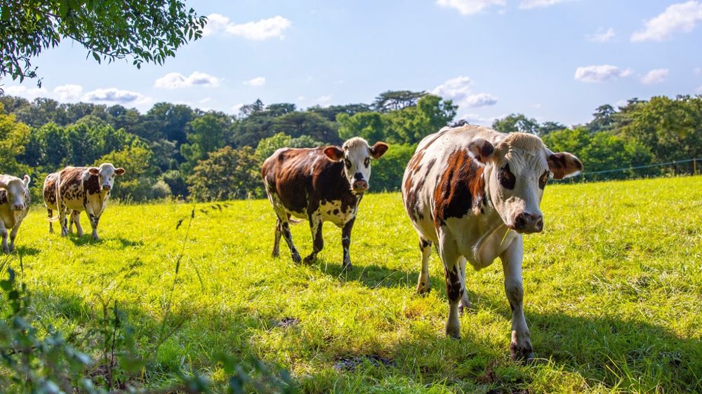 Vaches normandes au pâturage