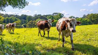 Vaches normandes au pâturage Vaches normandes au pâturage