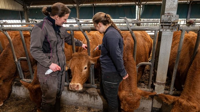 La campagne de vaccination est actuellement en cours dans la zone réglementée de Saône-et-Loire.