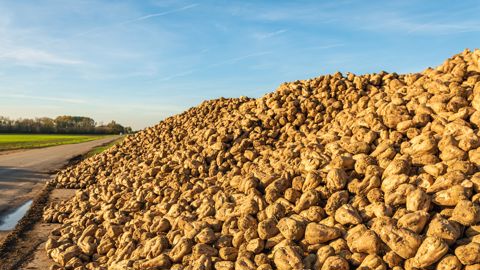 La filière betterave souffre d'une transition inachevée avec l'interdiction des néonicotinoïdes, constate un rapport de l'Inrae. La filière betterave souffre d'une transition inachevée avec l'interdiction des néonicotinoïdes, constate un rapport de l'Inrae.