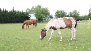 Mieux vaut éviter de sortir les chevaux tôt le matin et à la tombée de la nuit, aux périodes où l'activité des moustiques est la plus importante. Mieux vaut éviter de sortir les chevaux tôt le matin et à la tombée de la nuit, aux périodes où l'activité des moustiques est la plus importante.