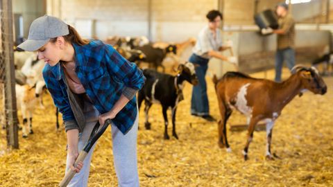 L’aide familial n’est ni salarié, ni associé, ni déclaré comme exploitant.