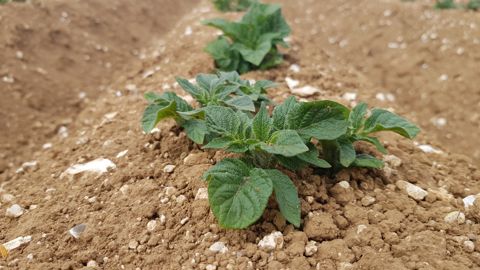 Un souci de phosphore non disponible au démarrage peut expliquer que vos cultures de pomme de terre peinent et ne développent pas leur potentiel génétique.