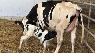 Vache et veau prim'holstein