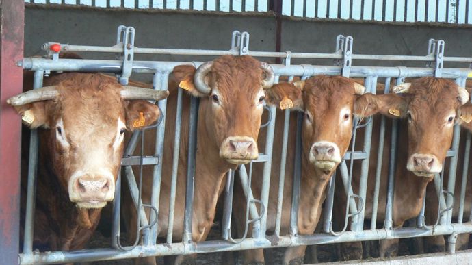 L'Onab appelle les éleveurs à déclarer les cas de cornes atypiques observés dans leur élevage.