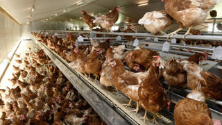 Les autorités britanniques ont décrété le confinement des volailles dans toute l'Angleterre.