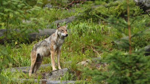 La Coordination rurale de la Corrèze reproche au Parc naturel régional de Millevaches de défendre les loups au détriment de l'élevage.