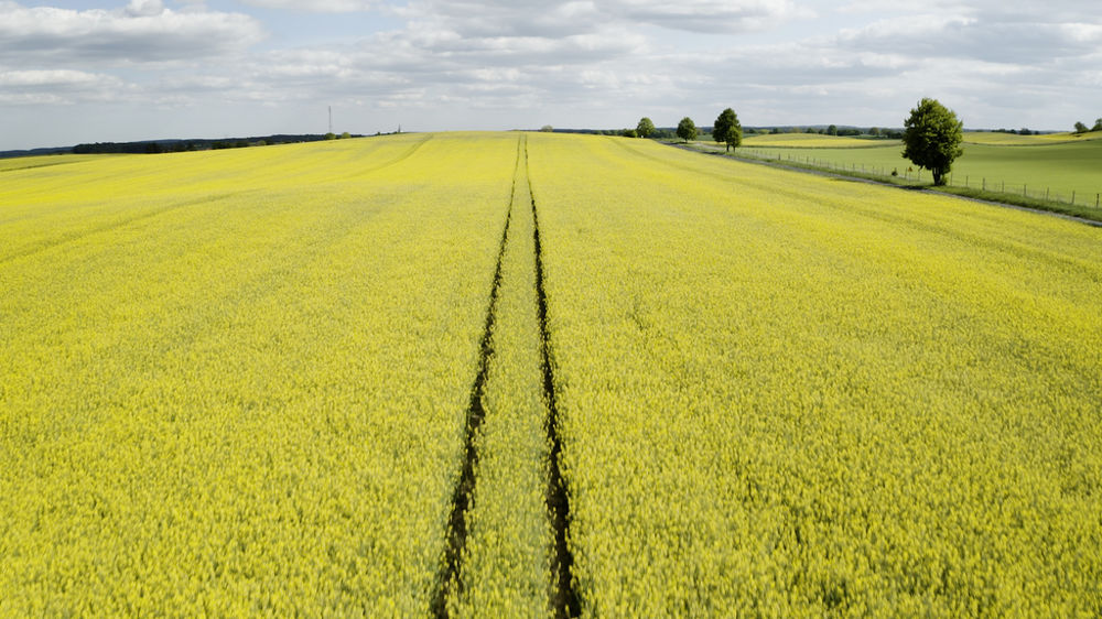 Le programme, adapté aux conditions locales, s'étendra sur 14 000 hectares de colza en France, en Belgique et au Royaume-Uni.