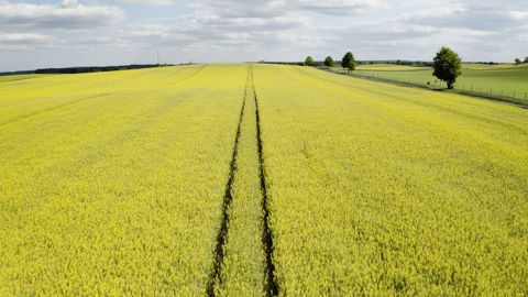 Le programme, adapté aux conditions locales, s'étendra sur 14 000 hectares de colza en France, en Belgique et au Royaume-Uni.