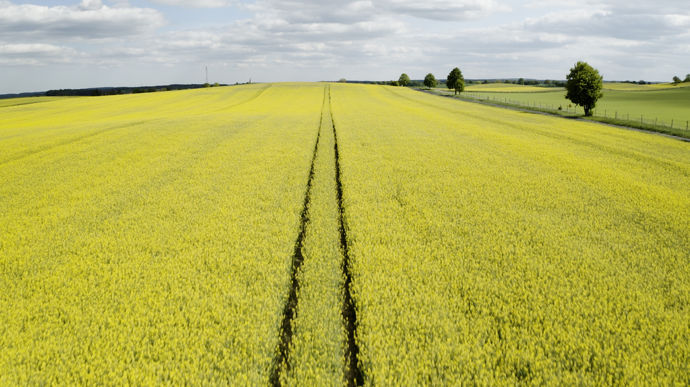 Le programme, adapté aux conditions locales, s'étendra sur 14 000 hectares de colza en France, en Belgique et au Royaume-Uni.