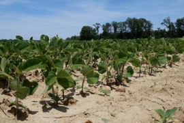 Le baromètre 2025 « Les Français et les aliments au soja » publié par Terres Univia et Sojaxa indique que la consommation reste stable et modérée, avec un besoin marqué d'informations sur l'origine des produits.