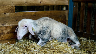 L'Efsa souligne un besoin de coordonner la surveillance des maladies vectorielles en Europe, dans le cadre d'un rapport scientifique porté en partie sur la gestion de la fièvre catarrhale ovine.