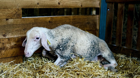 L'Efsa souligne un besoin de coordonner la surveillance des maladies vectorielles en Europe, dans le cadre d'un rapport scientifique porté en partie sur la gestion de la fièvre catarrhale ovine.