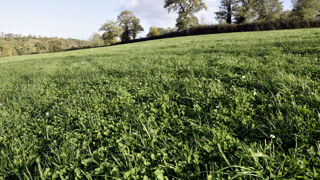 Les eurodéputés « ont obtenu un accord » pour que « les terres considérées comme arables » au 1er janvier 2026 puissent « conserver ce statut» même si elle n'ont pas été labourées depuis plusieurs années.
