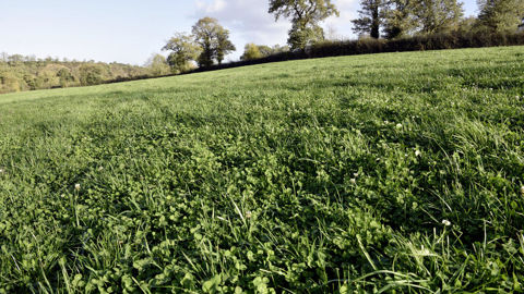 Les eurodéputés « ont obtenu un accord » pour que « les terres considérées comme arables » au 1er janvier 2026 puissent « conserver ce statut» même si elle n'ont pas été labourées depuis plusieurs années.